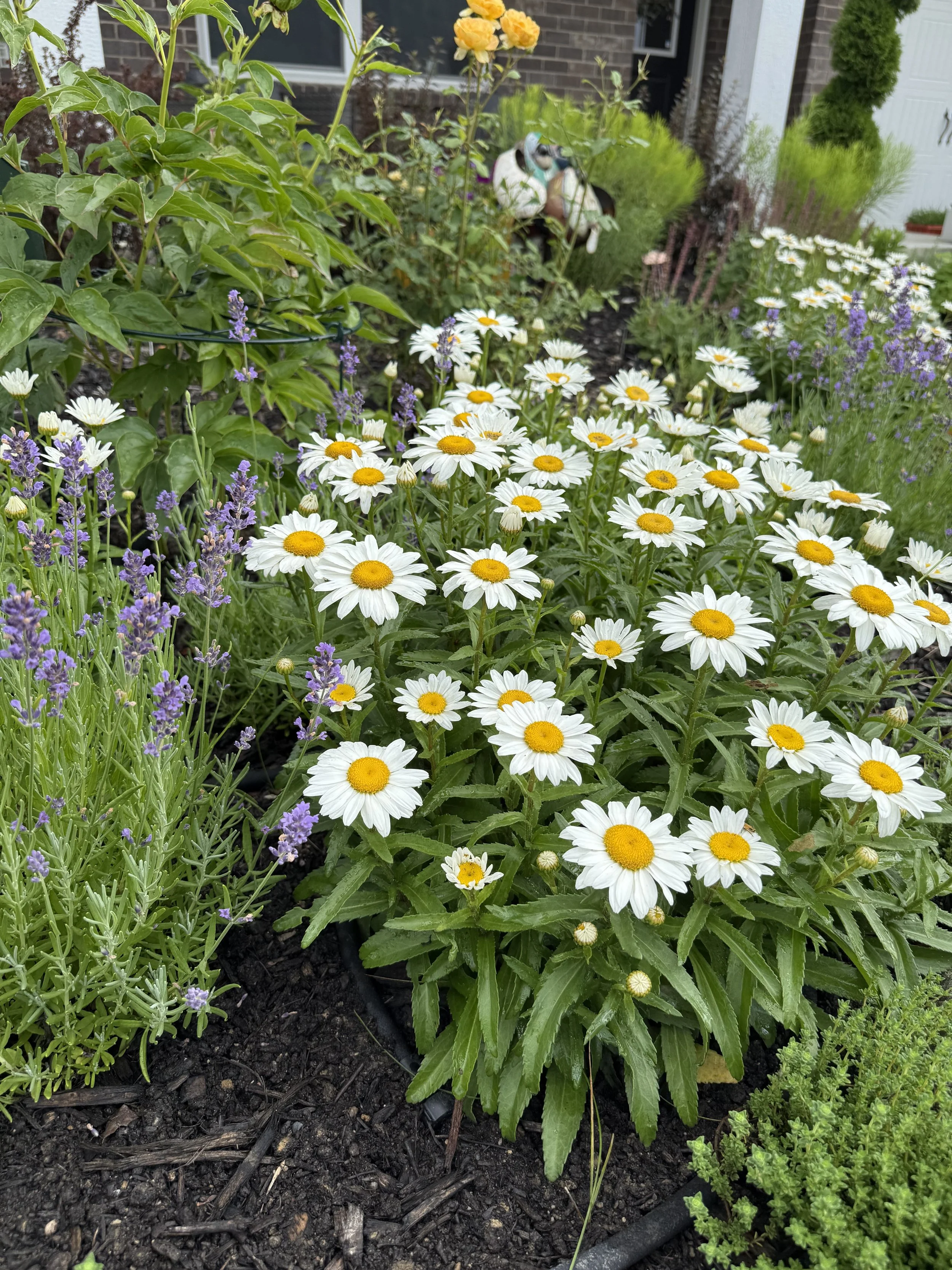 June Garden Maintenance Guide for Central Indiana: Let’s Get Dirty!