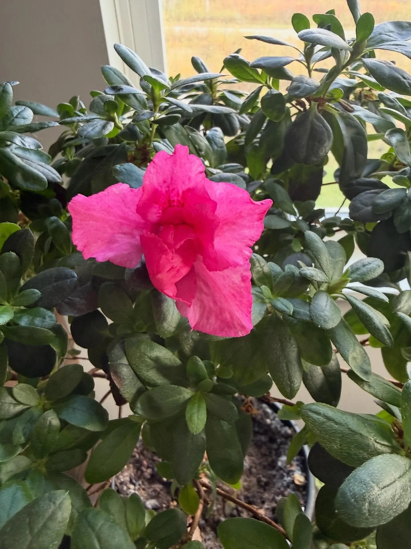 I got a florist azalea to rebloom!!!🌺 Now I feel we can call me a Wizard! 🧙