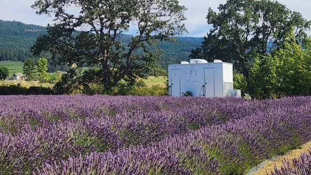 Lavender fields with a white trailer and trees in the background.