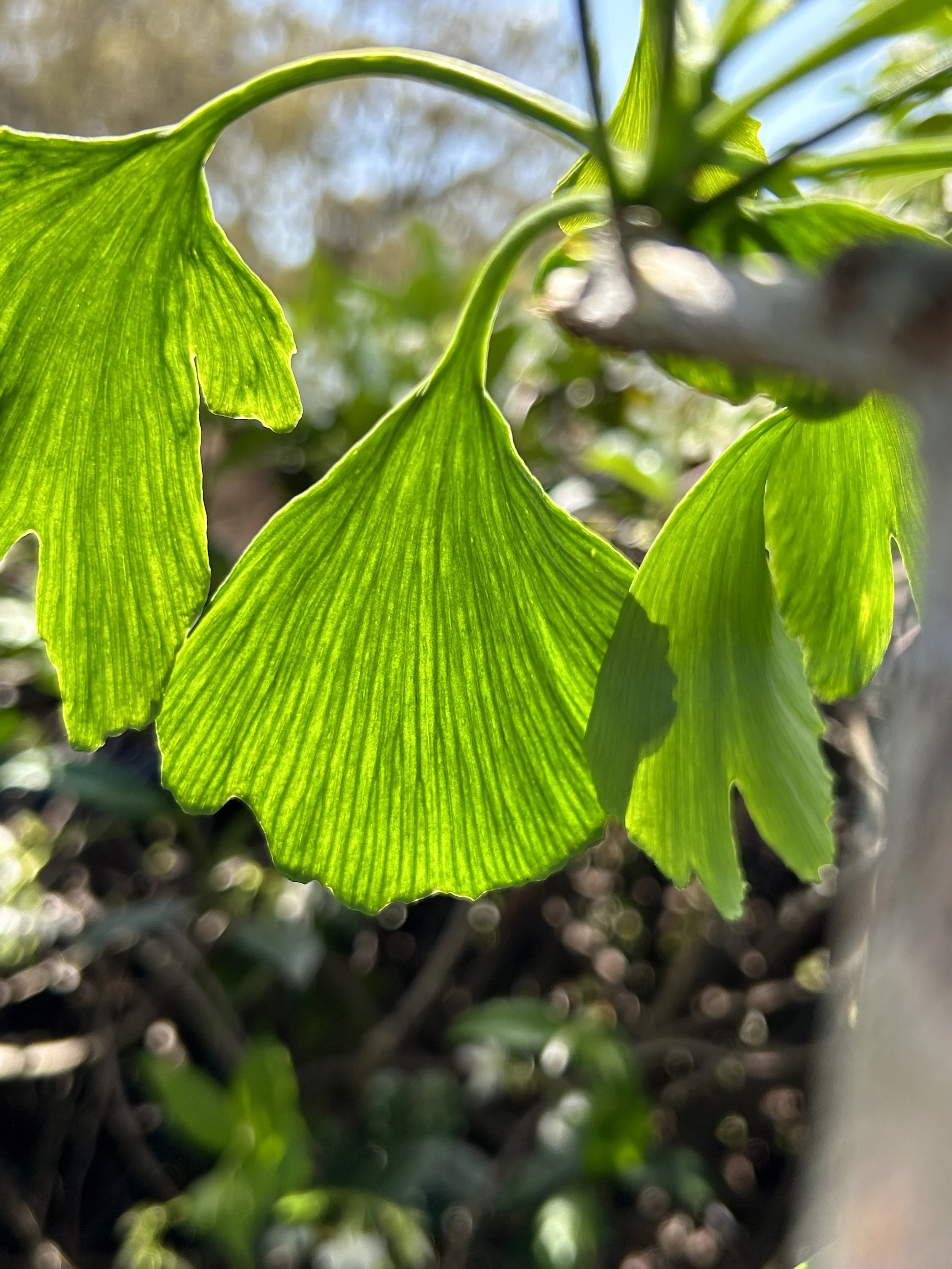 Close-up of green ginkgo leaves illuminated by sunlight, with a blurred background of more foliage.