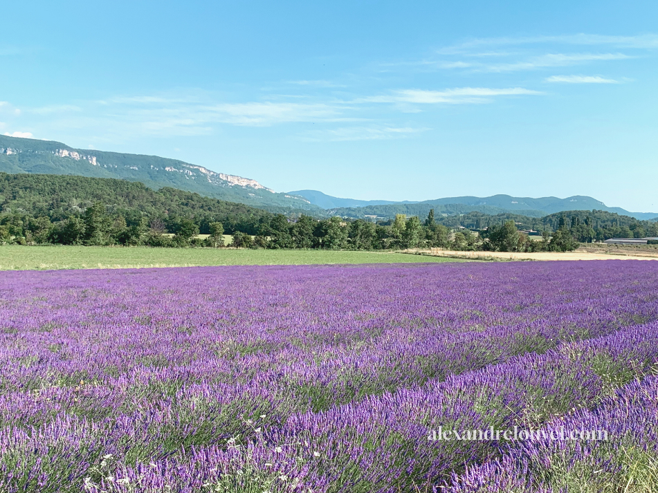 Champ de lavande violet avec des montagnes en arrière-plan sous un ciel bleu.