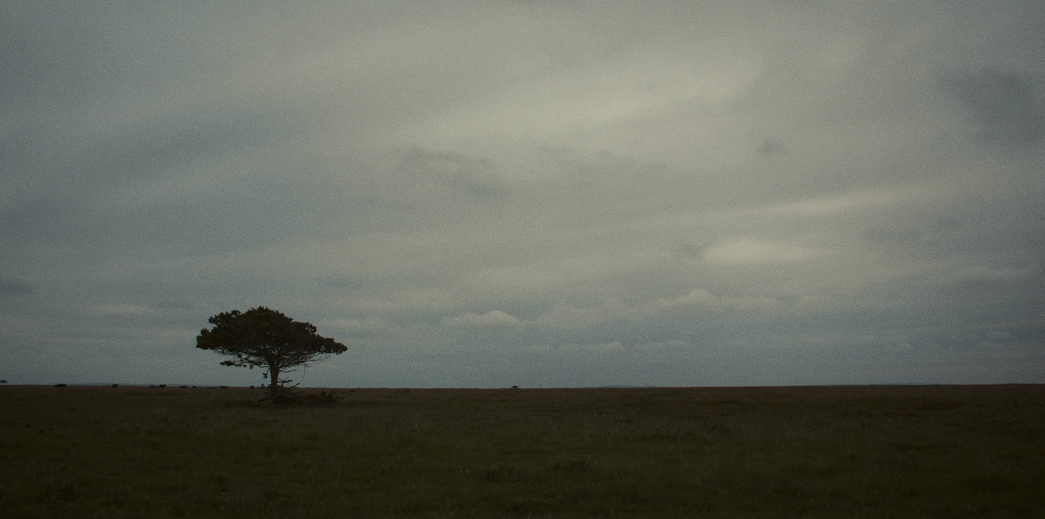 Et ensomt træ står på en flad grønt område under en overskyet himmel | Kortfilm | Wild Wild Vesløs | Esben Persson | Filmproduktion Aarhus | GESTALT