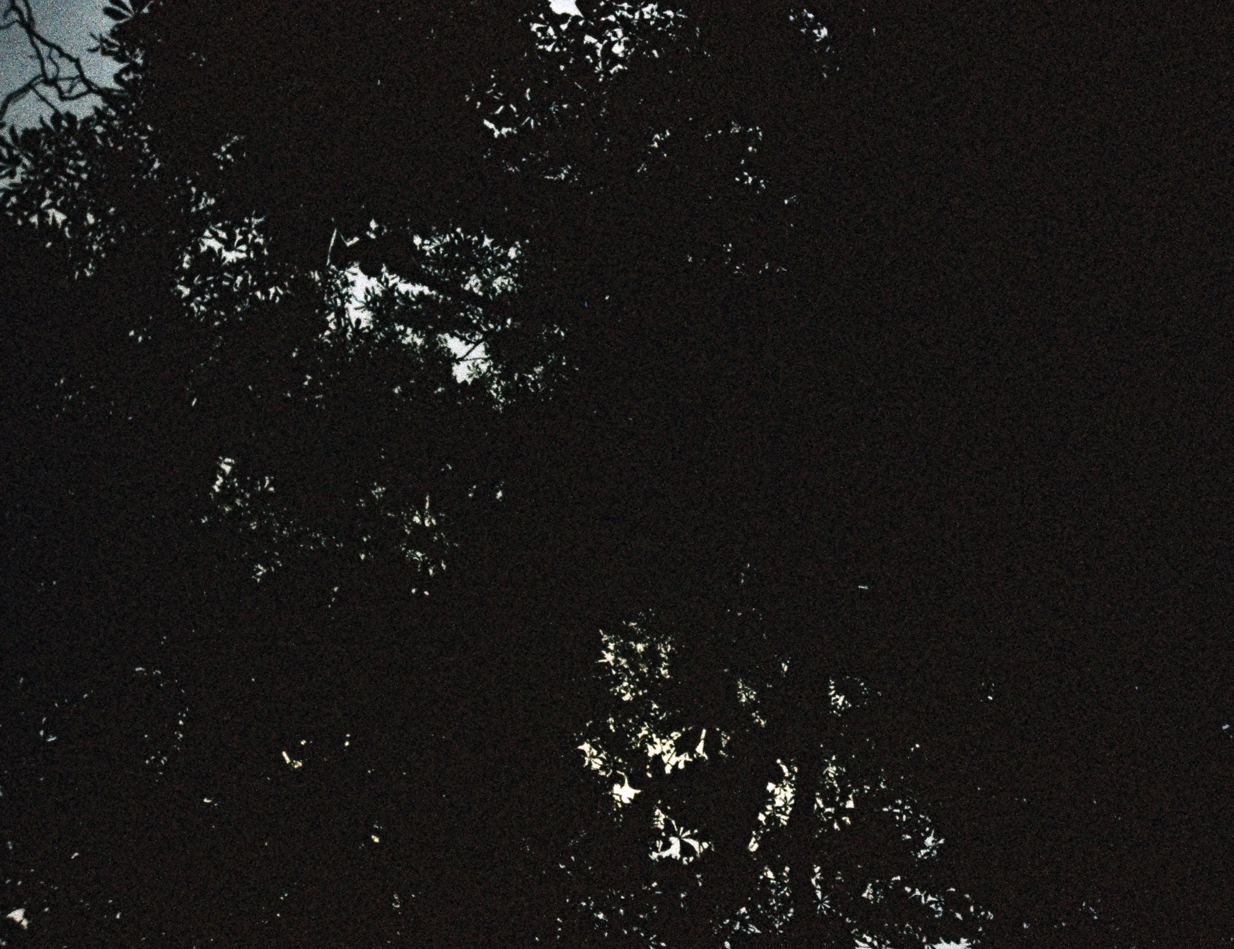 Mørk silhouet af træer med en smule klart lys bagved, muligvis skumring eller daggry | Location scouting Berlin | Lomography | Filmproduktion Aarhus | GESTALT