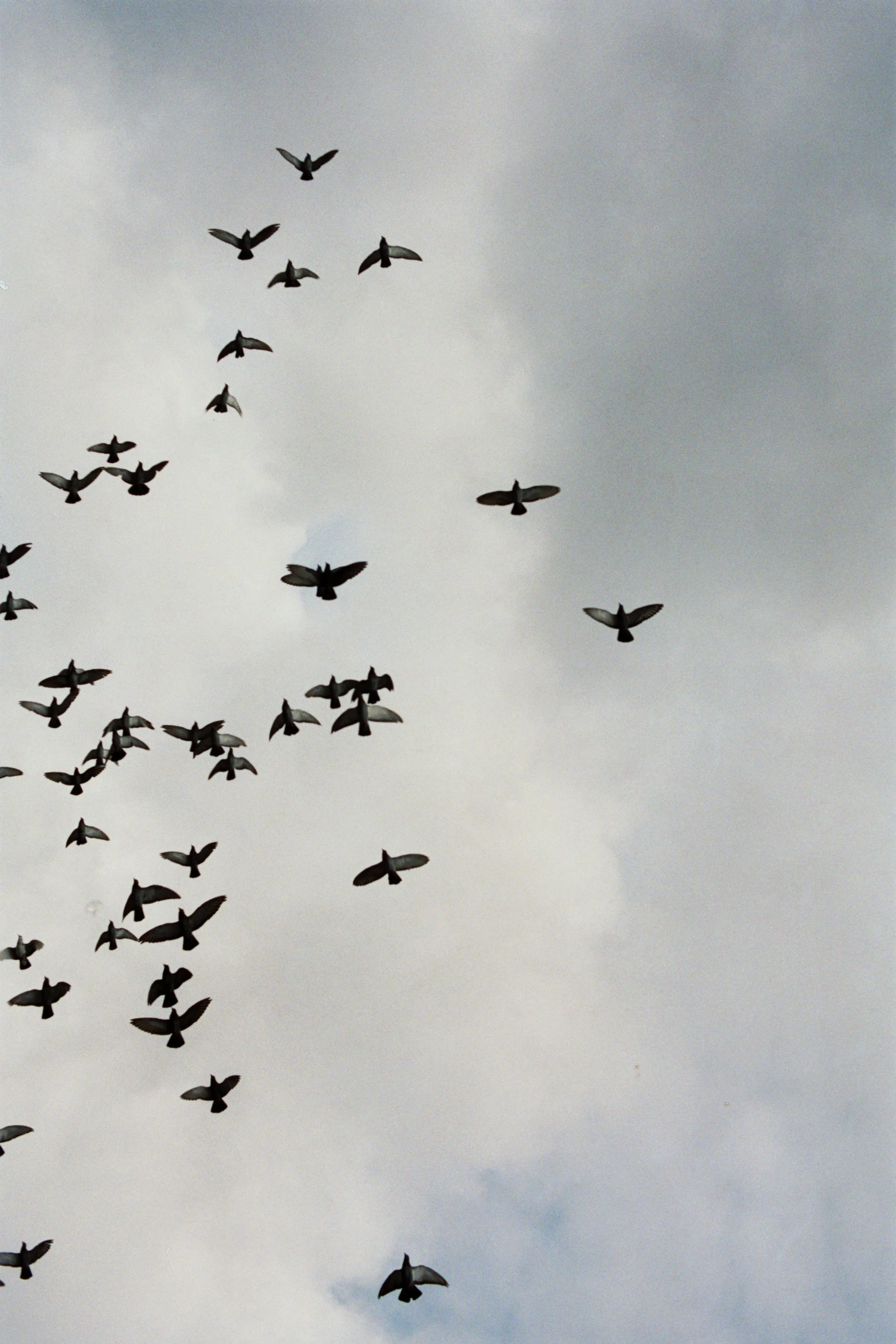 En flok fugle flyver i en grå sky | Location scouting Berlin | Kodak | Filmproduktion Aarhus | GESTALT