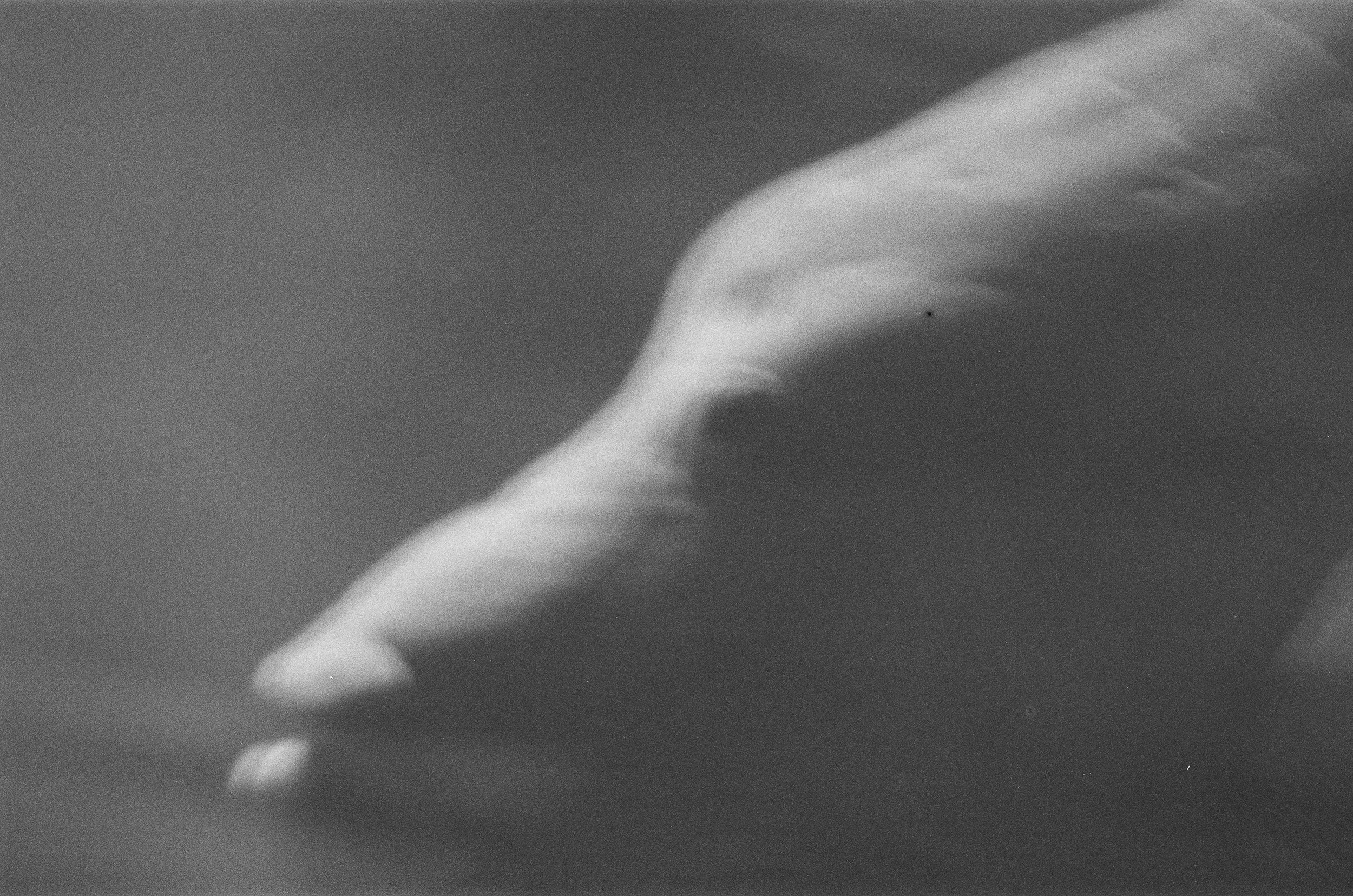 Sort-hvid foto af en stor fisk | Location scouting | Kodak | Analoge optagelser | Filmproduktion Aarhus | GESTALT