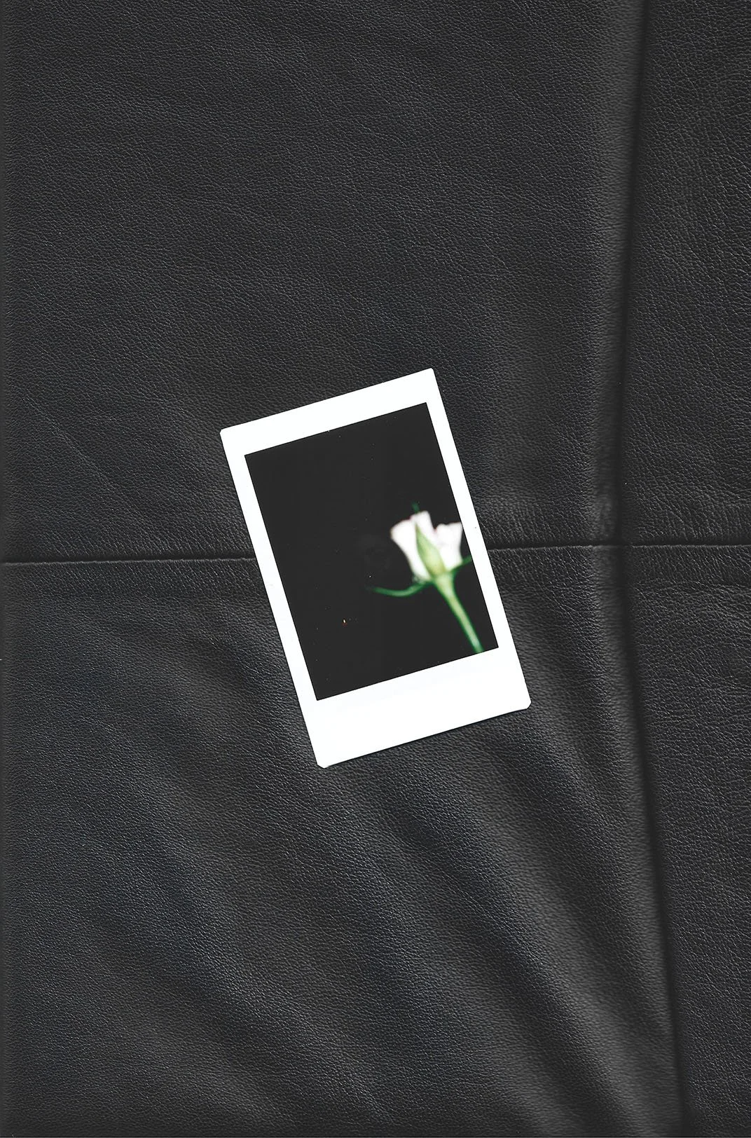 Et fotografi af en hvid blomst mod en sort baggrund, set i en Polaroid ramme, placeret på en sort læderoverflade | Stemningsbillede | Filmproduktion i Aarhus | GESTALT