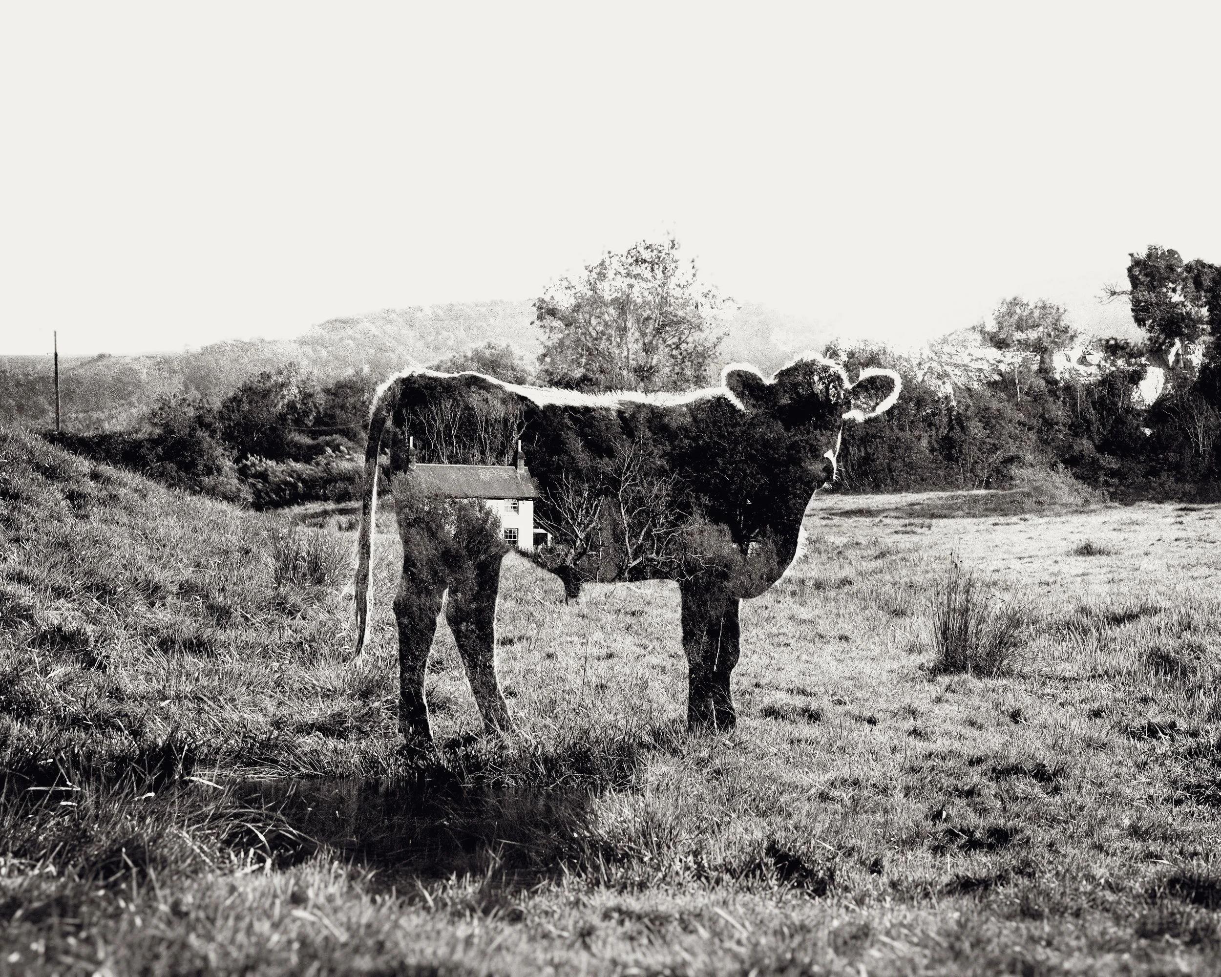 Double EXP Cow - Arendale 2025Double EXP c-2.jpg