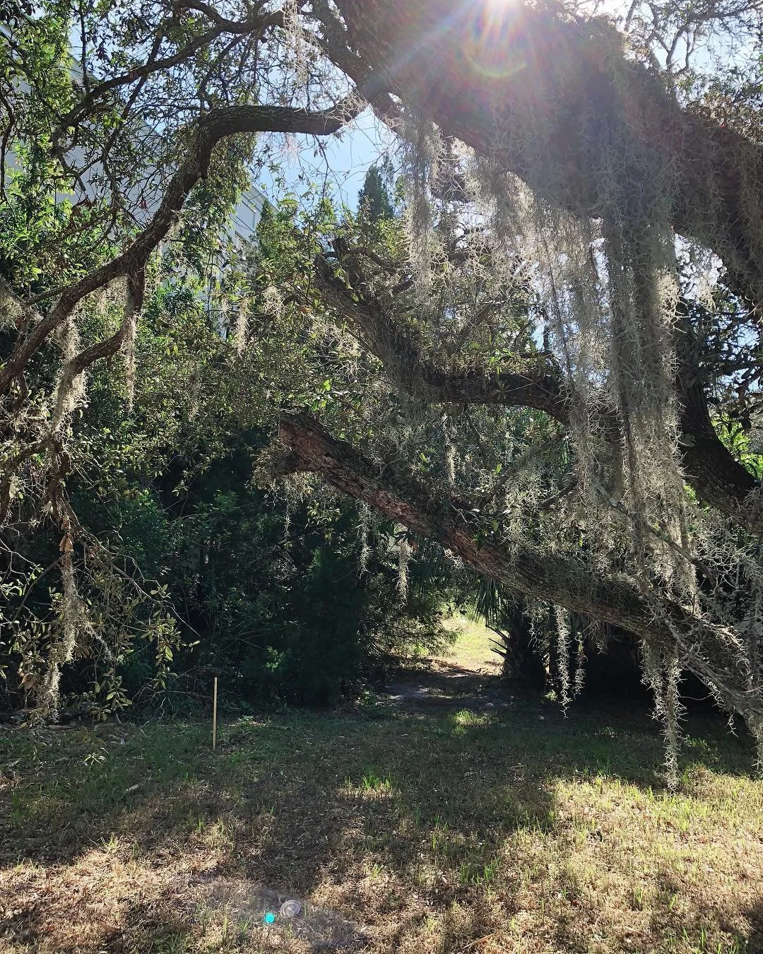 Photo from an #eastwilburliveworks site visit a few weeks ago. Happy to be saving several, old-growth live oaks here.