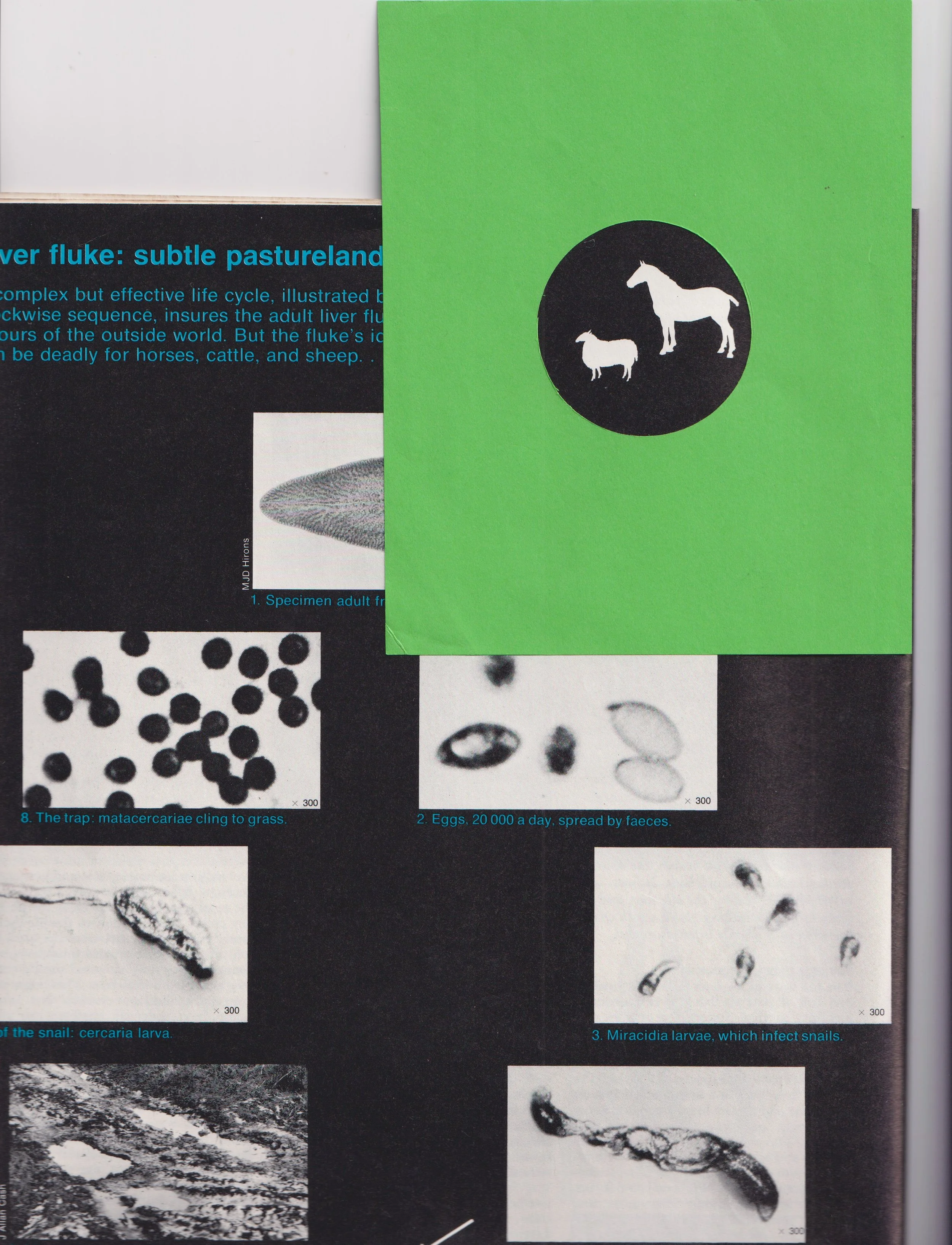 View Studies - A collection of small observations through coloured viewfinders.