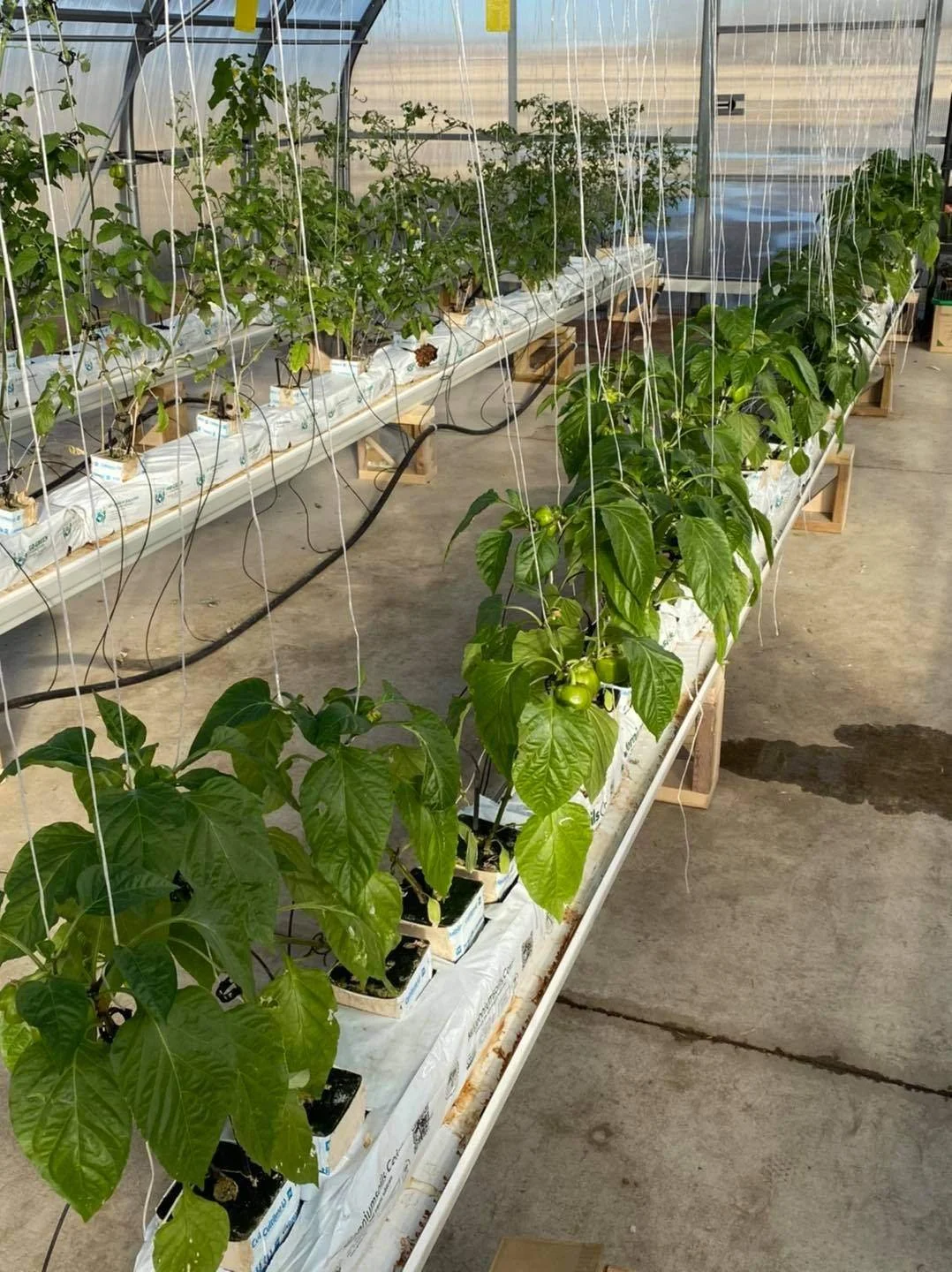 Senator Gershaw Greenhouse Program