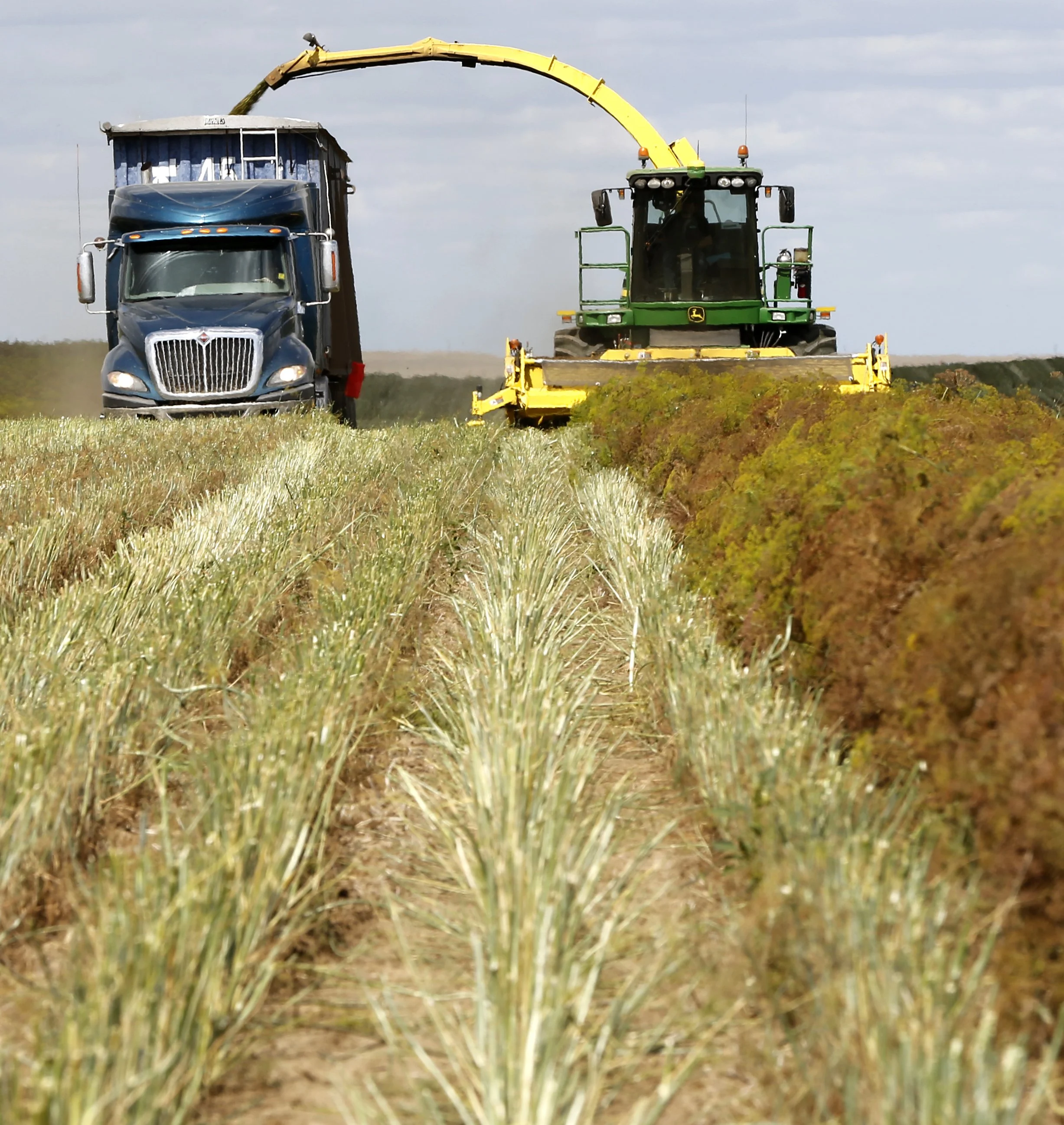ADJ Dill Harvest 2014 O5A5578.jpg