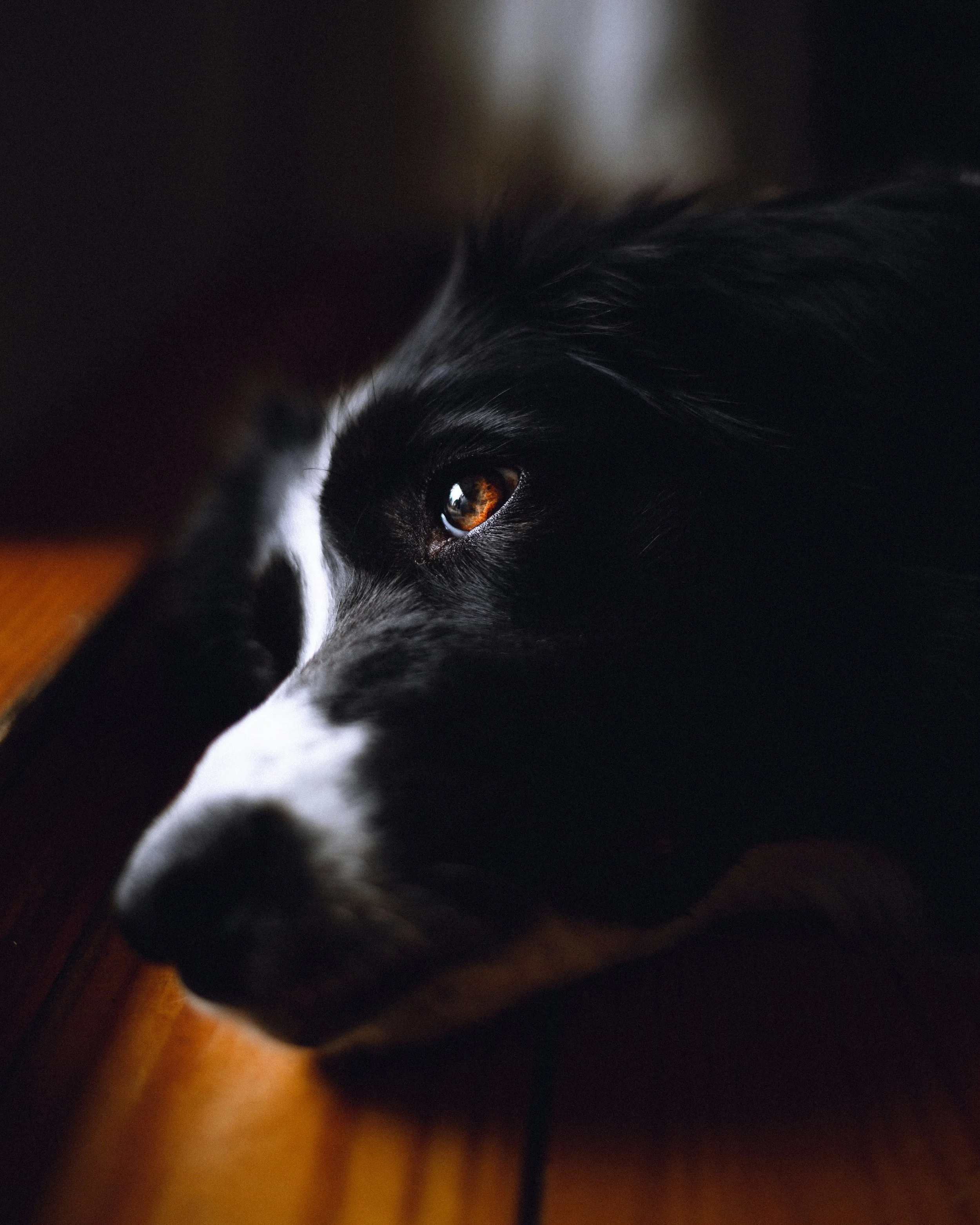 Ces petits êtres que l’on nomme “animaux”