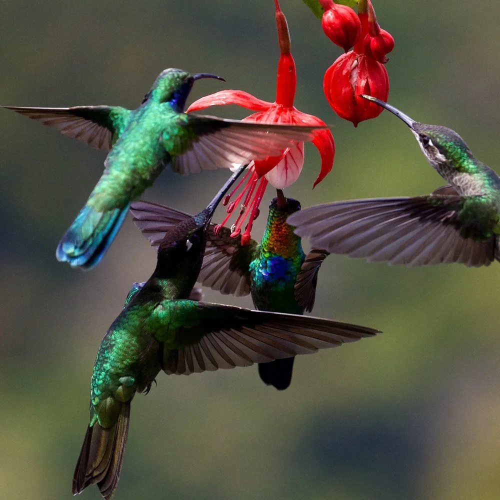 Birdwatching
