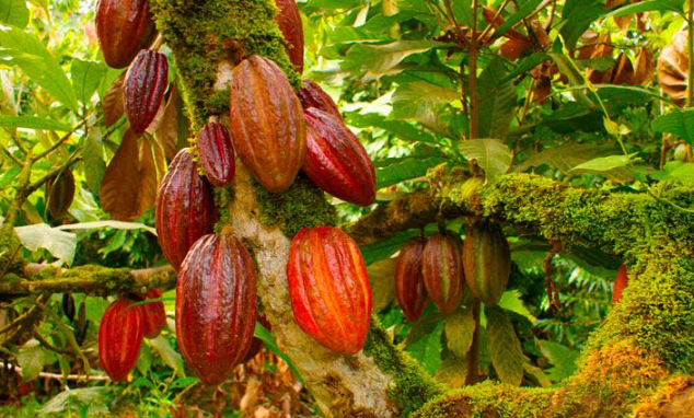 Social project and chocolate