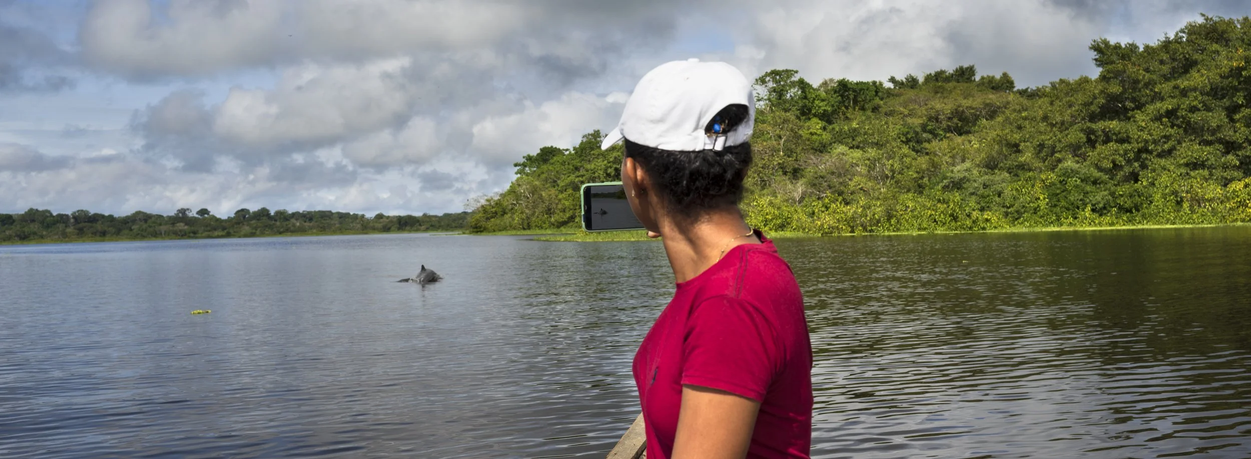 Dolphins