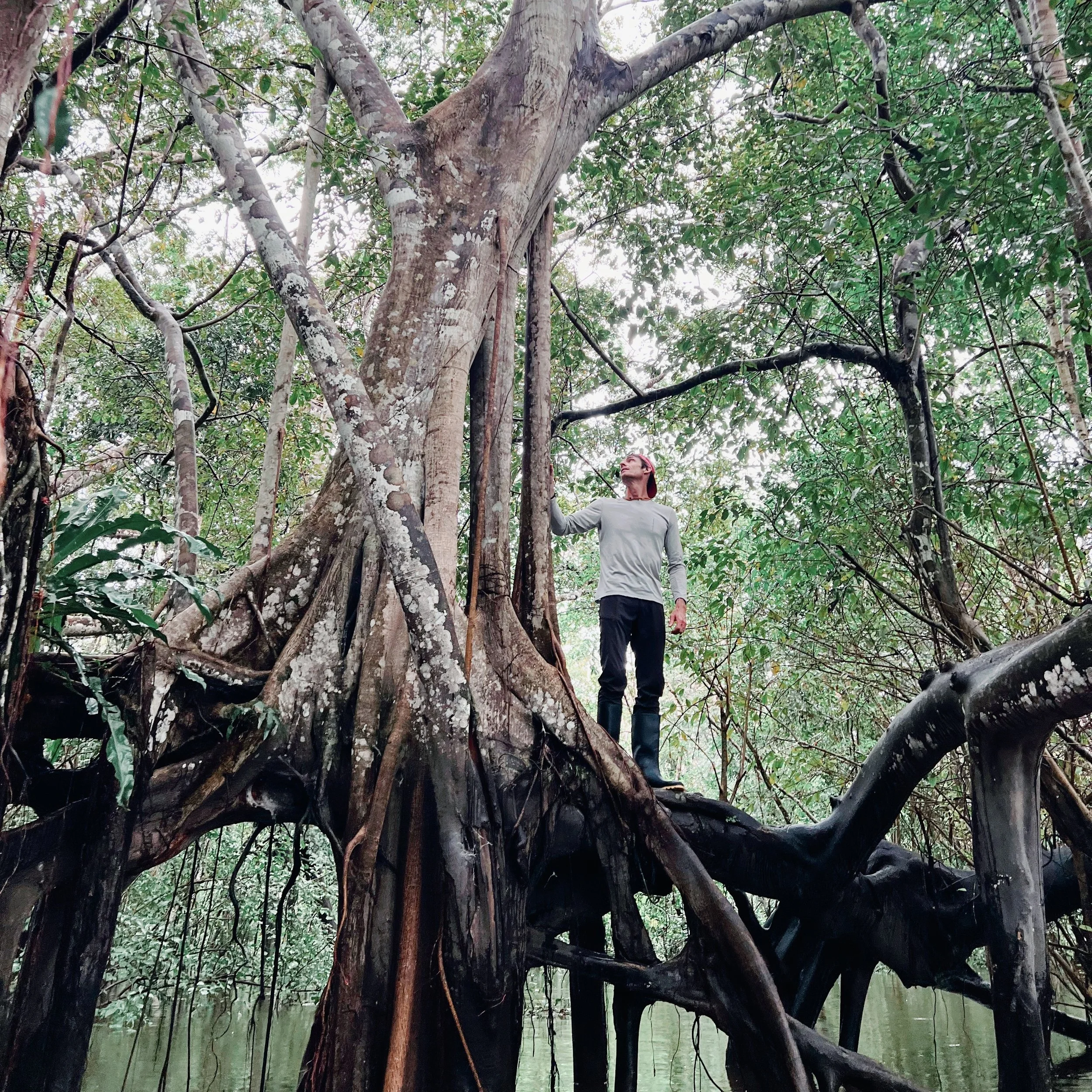 Climbing Flooded Trees