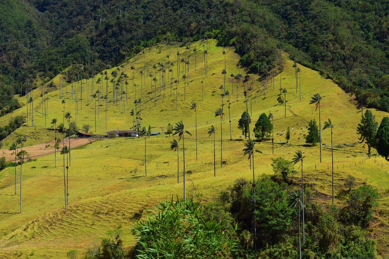 Hike in the Cocora Valley 
