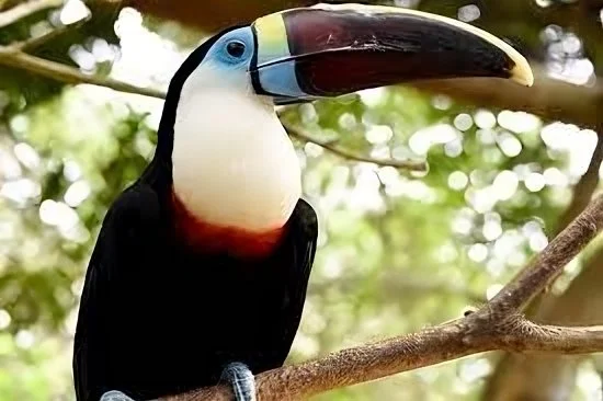 Barú’s bird park