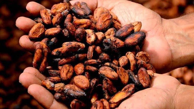 Coffee Farm