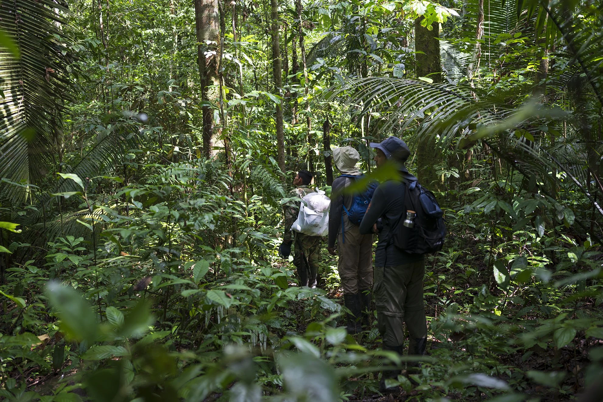 Forest Treking