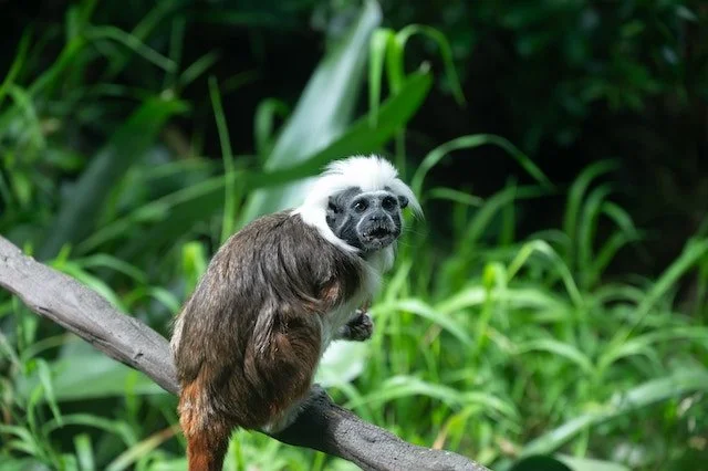 Conserving the cotton-top tamarin project