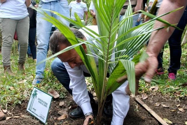 Planting Wax Palms in a Natural Reserve