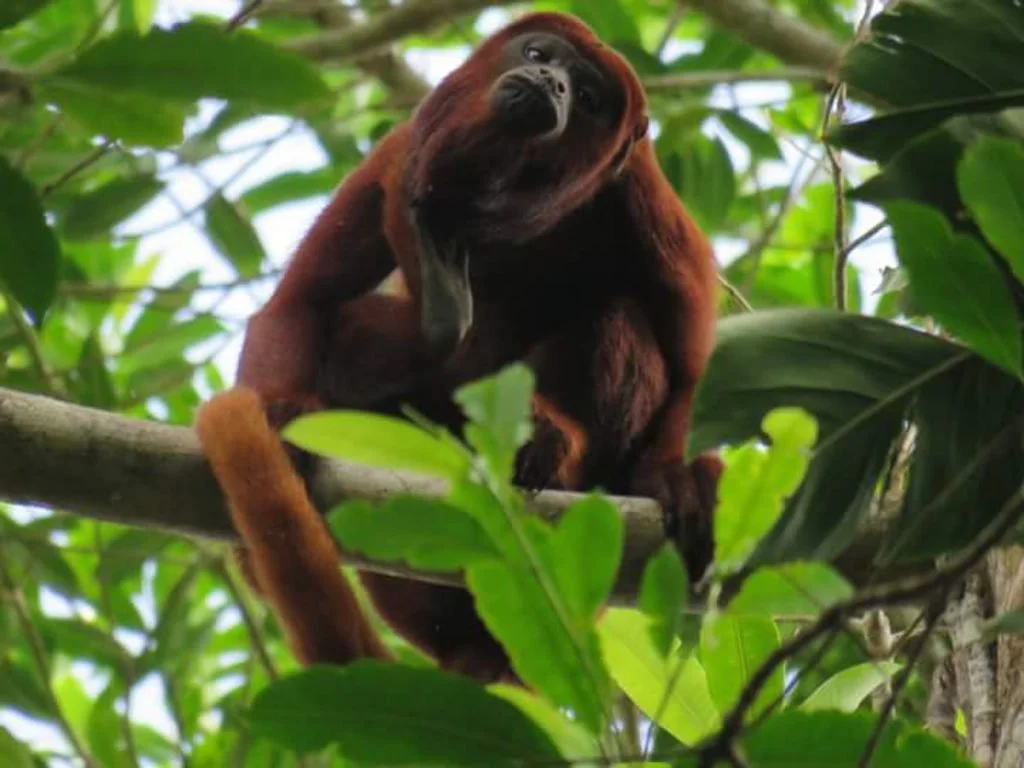 Spot monkeys