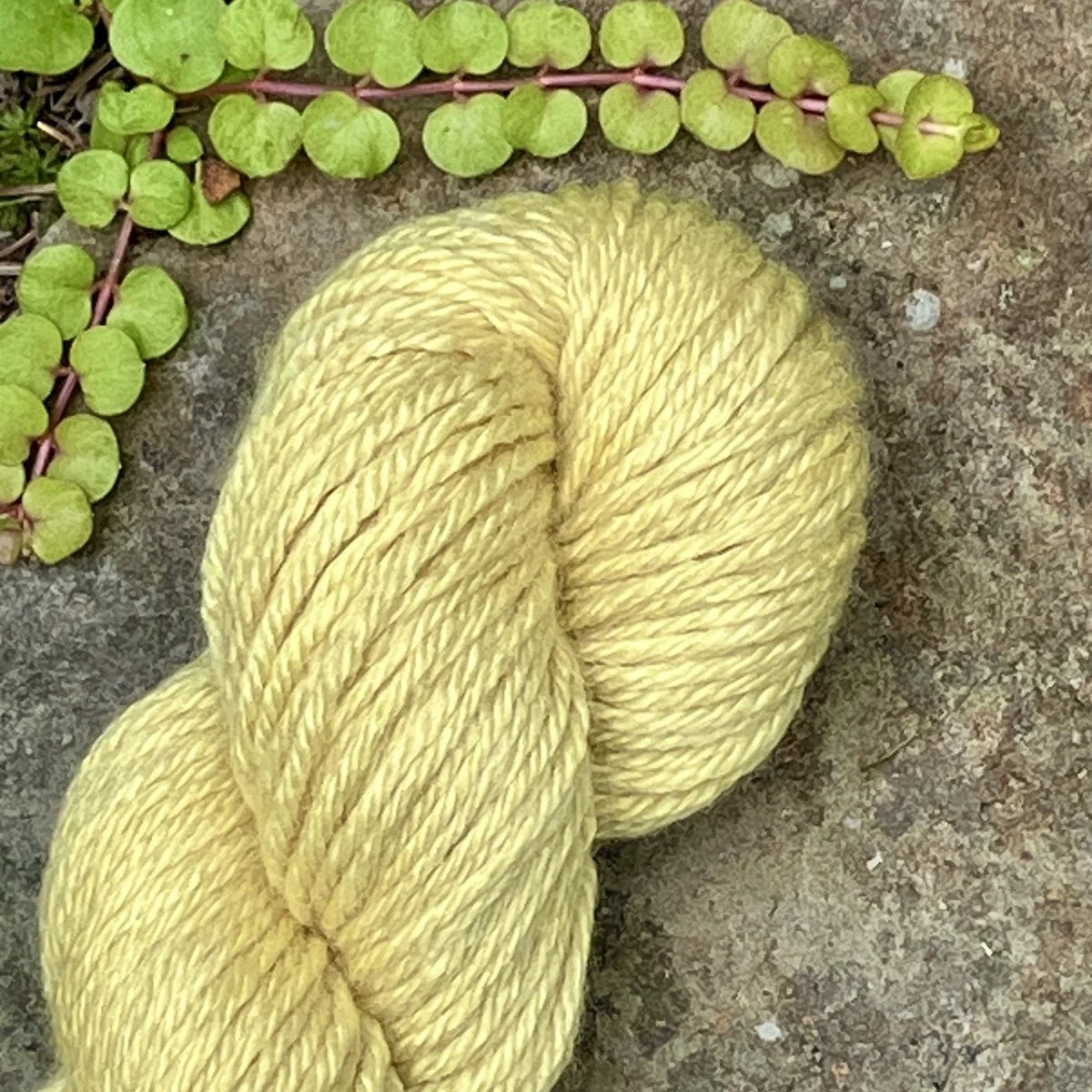 (2025_61) Goldenrod.jpg