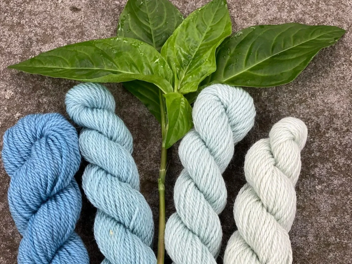 Plant Dye Workshop 