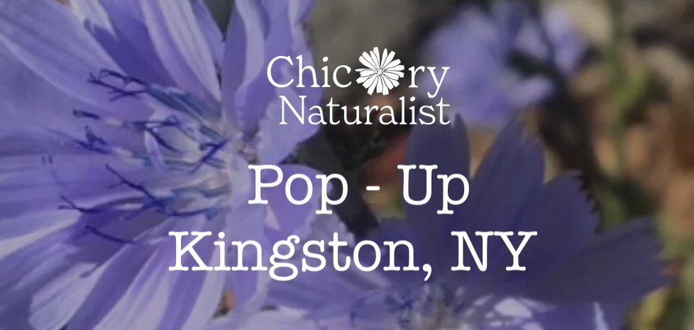 Pop-Up at Chicory Naturalist