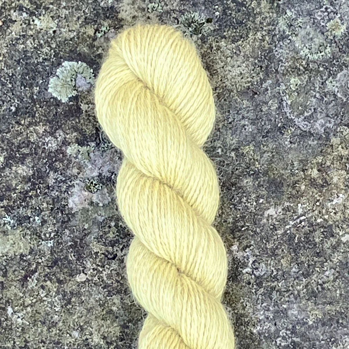 8 2025_61 Goldenrod.jpg