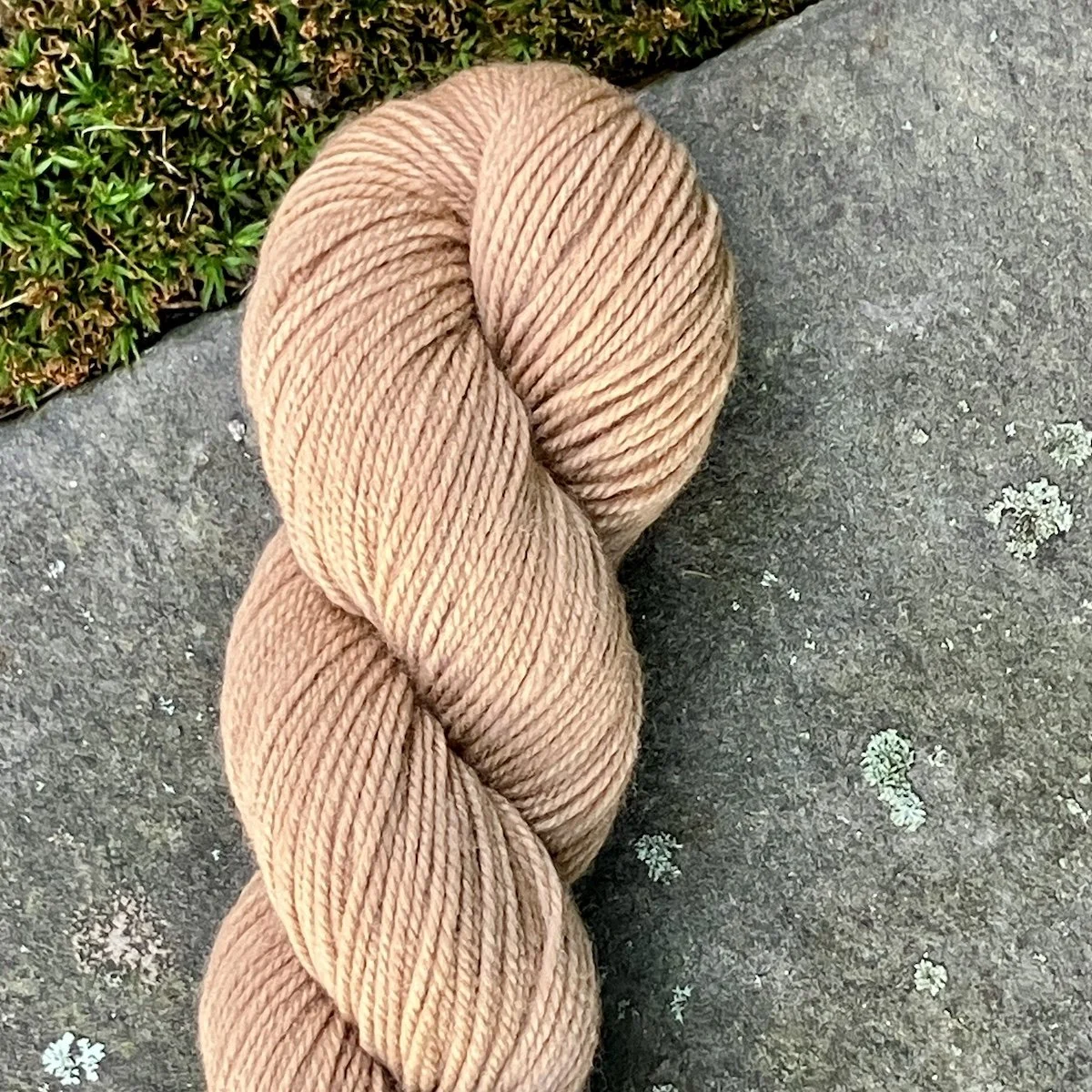 (2025_62) Black walnut.jpg
