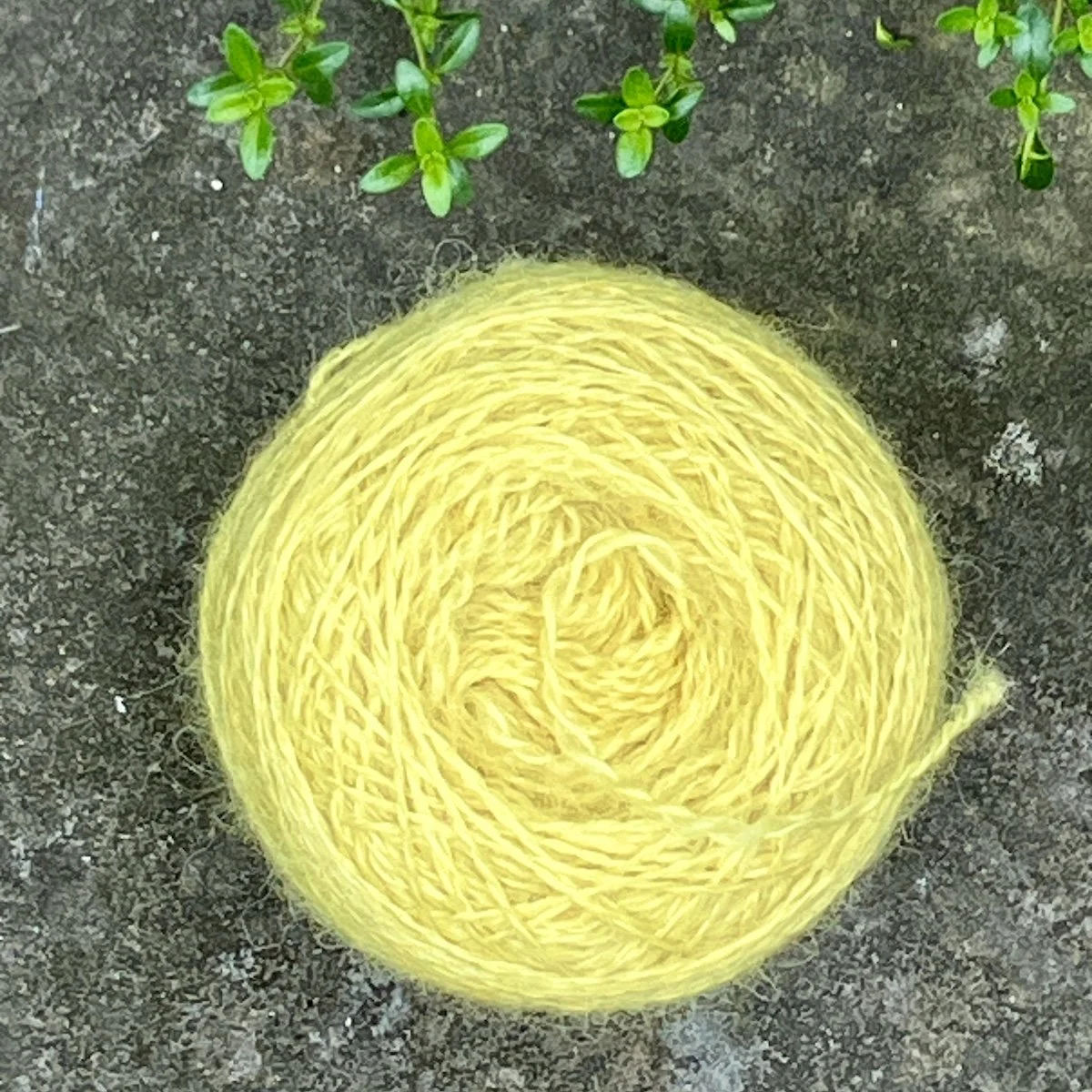 (2025_61) Goldenrod.jpg