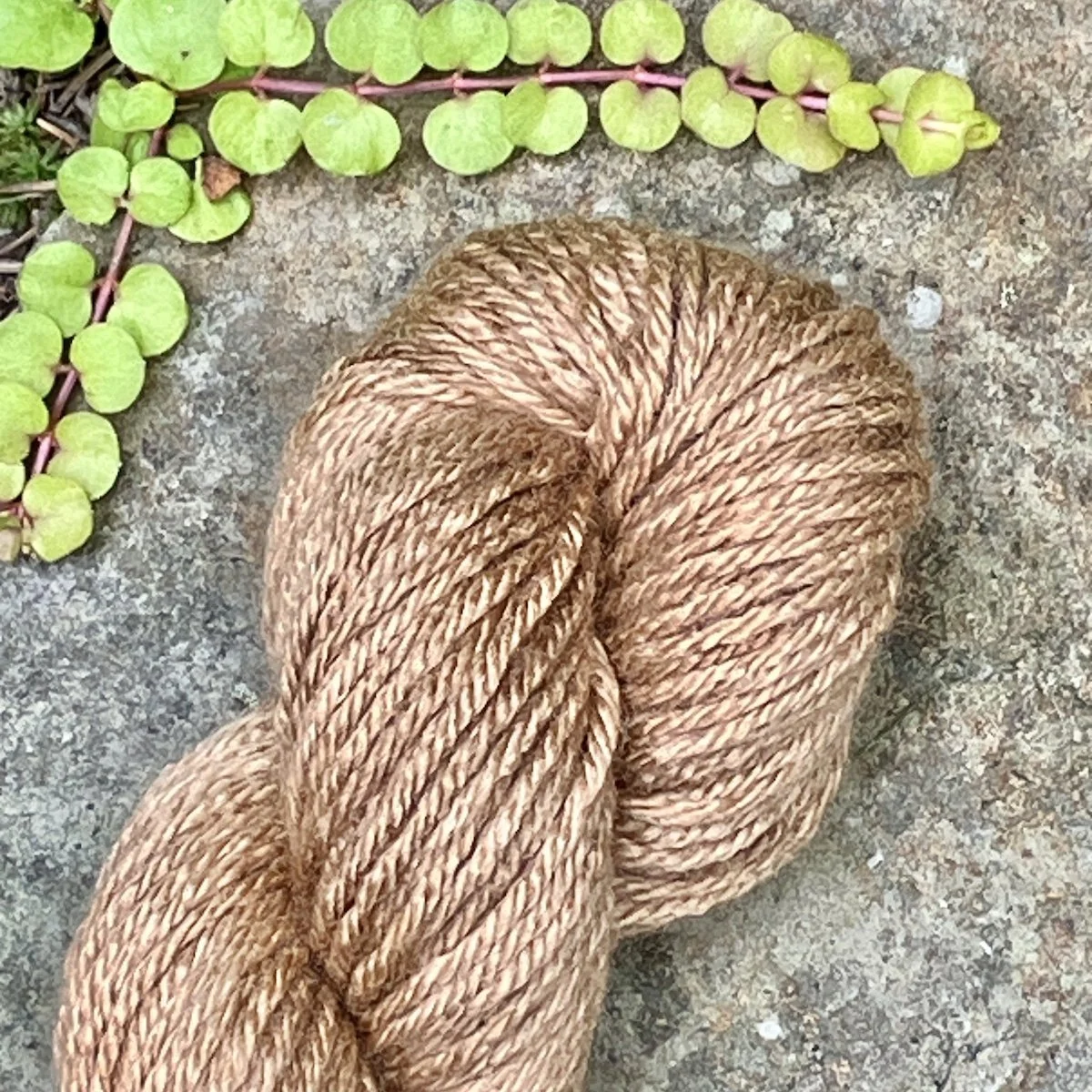 (2025_62) BlackWalnut.jpg
