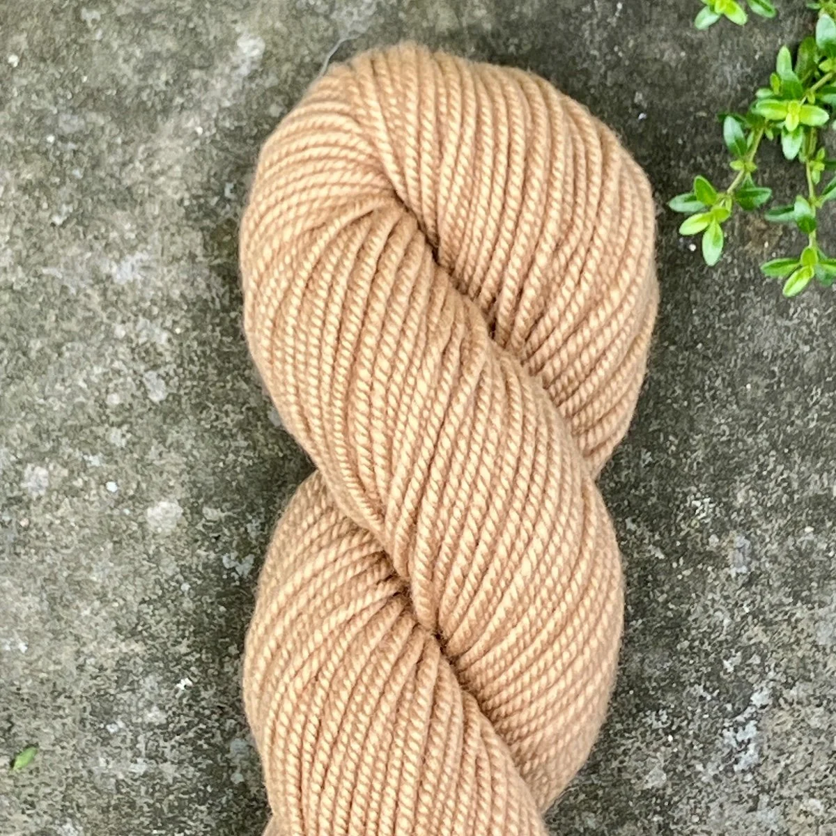 (2025_62) BlackWalnut.jpg