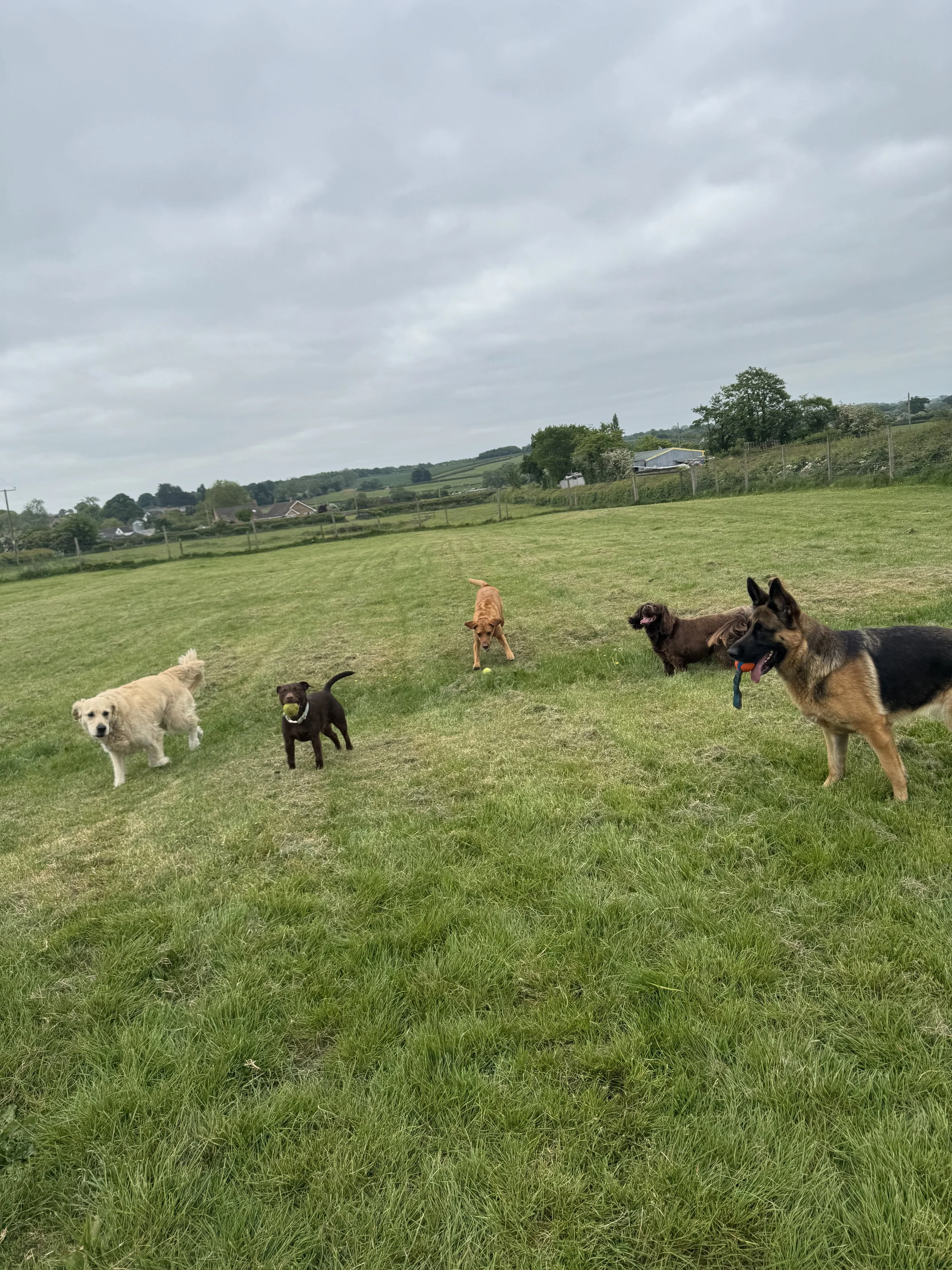 Park Hall Off-lead Pack Walk
