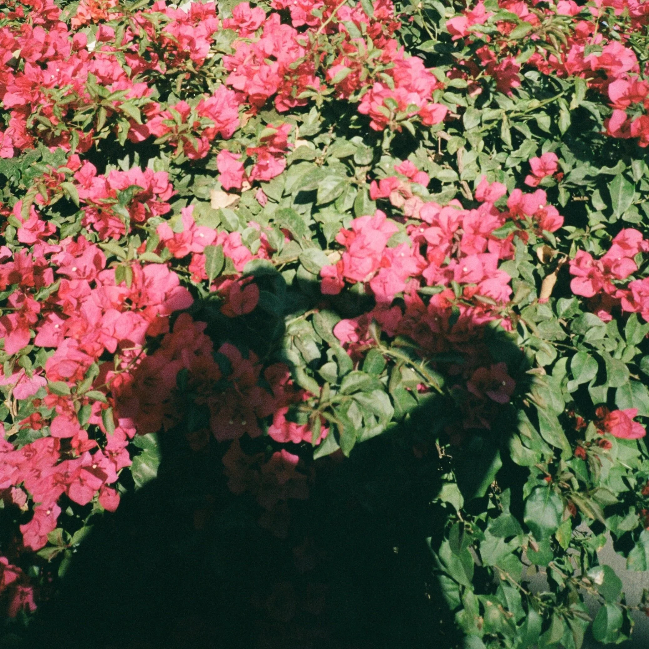 Pink bougainvillea flowers with green leaves, shadows cast over the flowers