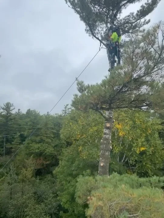 This job called for the whole bag of tricks. Big trees in tight areas, leaning over the cottage, exposed septic tank, bunkies, tool sheds, slippery rocks and the only landing zone was on the septic bed for the two ice damaged pines. Access for machin