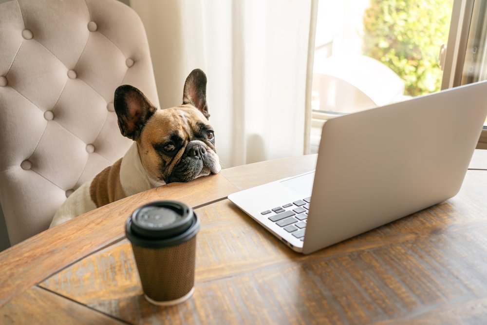 Just watching the clock so I can finally log off and start the real job of being my human&rsquo;s weekend shadow!

#petfriendlycommunity #petfriendly #furryfriends #weekendvibes #family #residents #happyresidents #happypets #carlyleatbartrampark #car