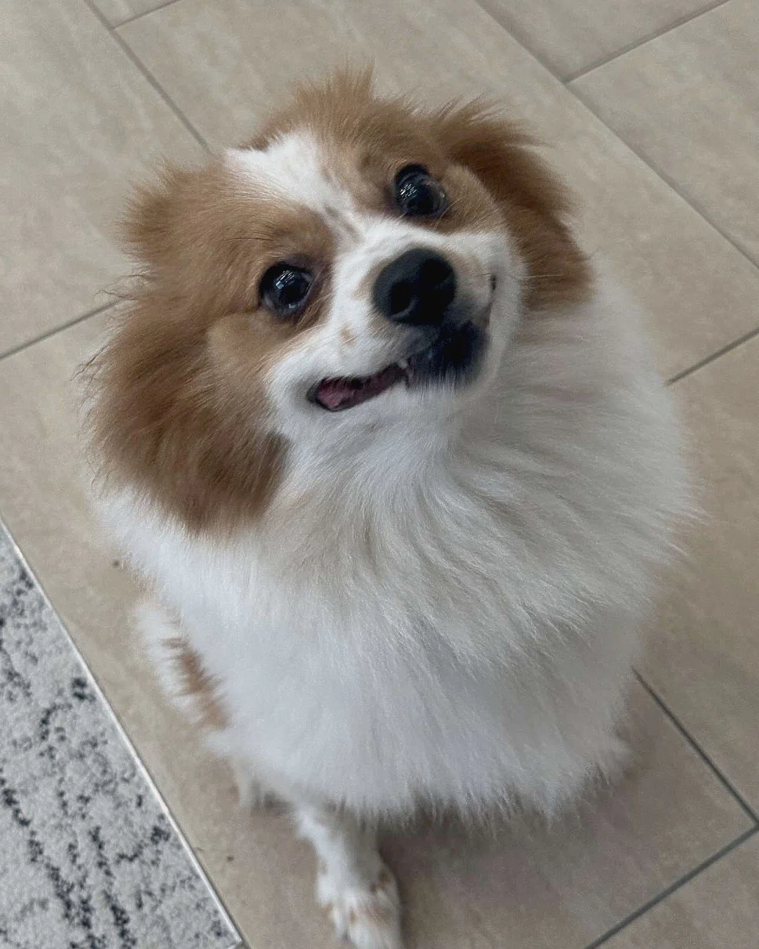Meet Kobi, our September Pet of the Month at Carlyle at Bartram Park!🐾 With a heart full of adventure and a tail full of happiness, Kobi is spreading good vibes all month long! ☀️ ☀️ Congratulations Kobi!

If you want your pet to be featured as pet 