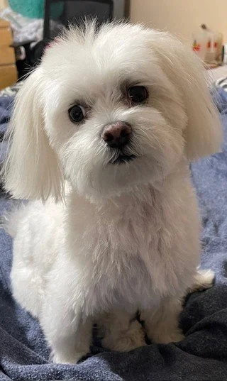Meet Chico, our April Pet of the Month at Carlyle at Bartram Park!🐾 With a heart full of adventure and a tail full of happiness, Chico is spreading good vibes all month long! ☀️ ☀️ Congratulations Chico!

If you want your pet to be featured as pet o