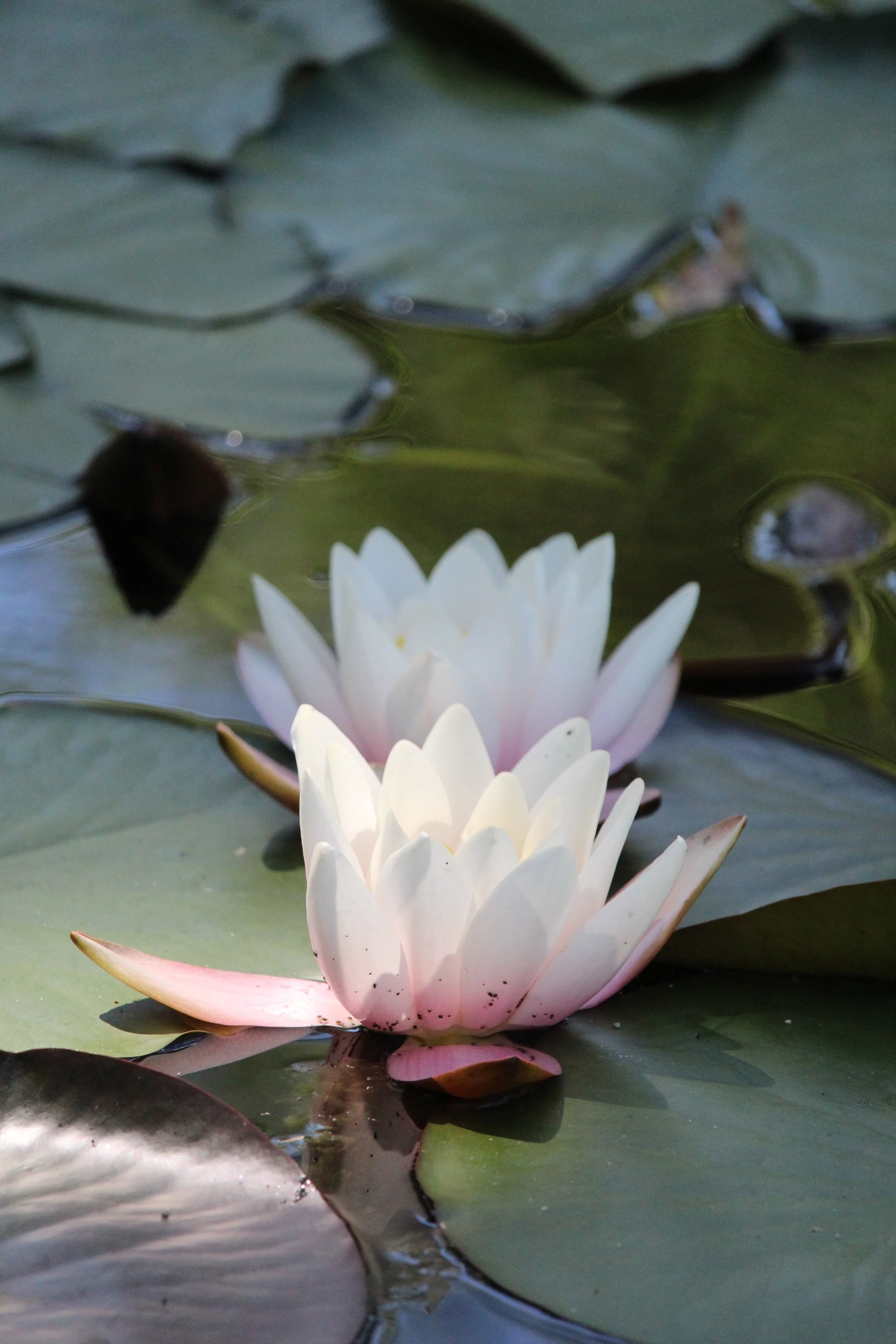 The Somatic Wisdom of Dark Comedy