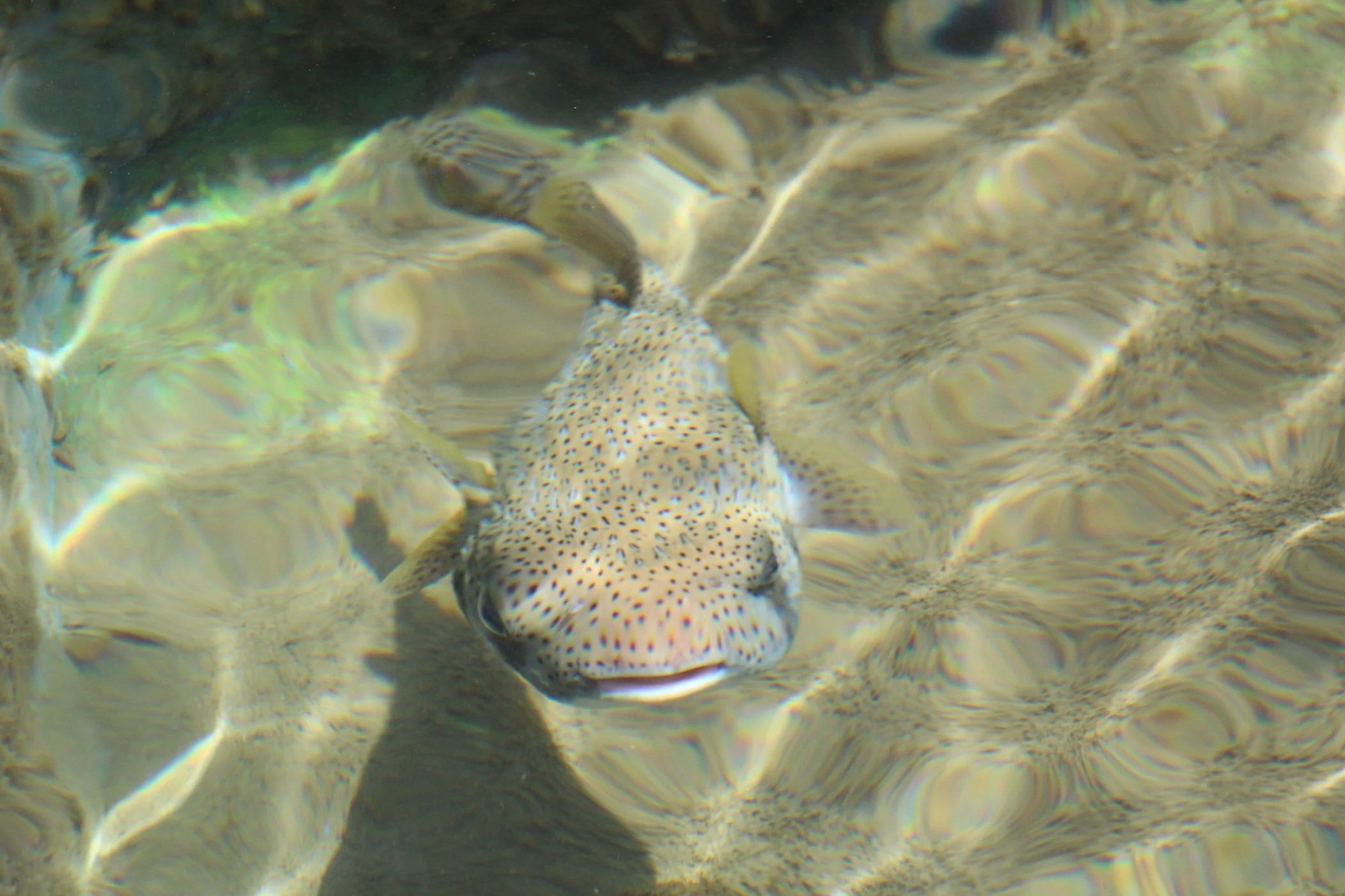 What the Pufferfish Teaches Us About Neurodivergent Protections