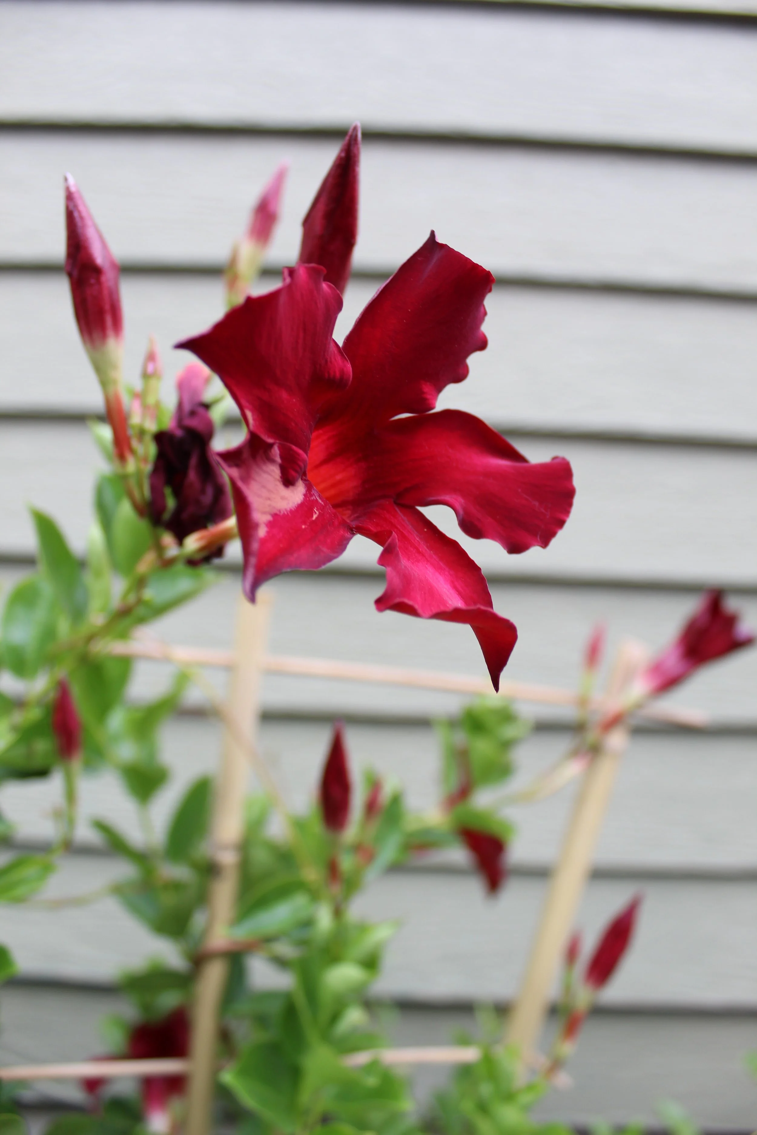 A Somatic Perspective on Neurodiverse Relationship Equity