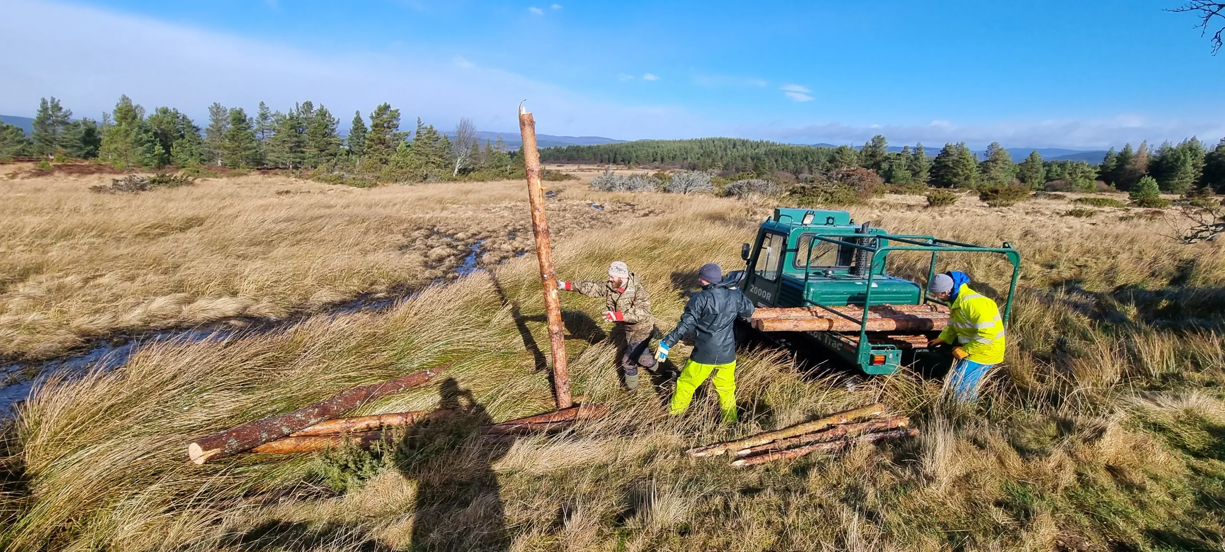 Bringing in pine logs for the leaky dams which were hand felled on site