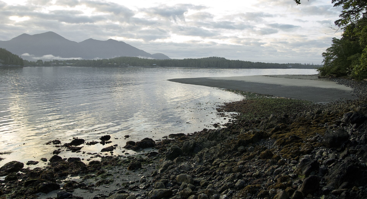 Rocky shoreline at Clayoquot Sound, Vancouver Island, with calm water, a sandy inlet, dense evergreen forest, and fog-covered mountains in the background.
