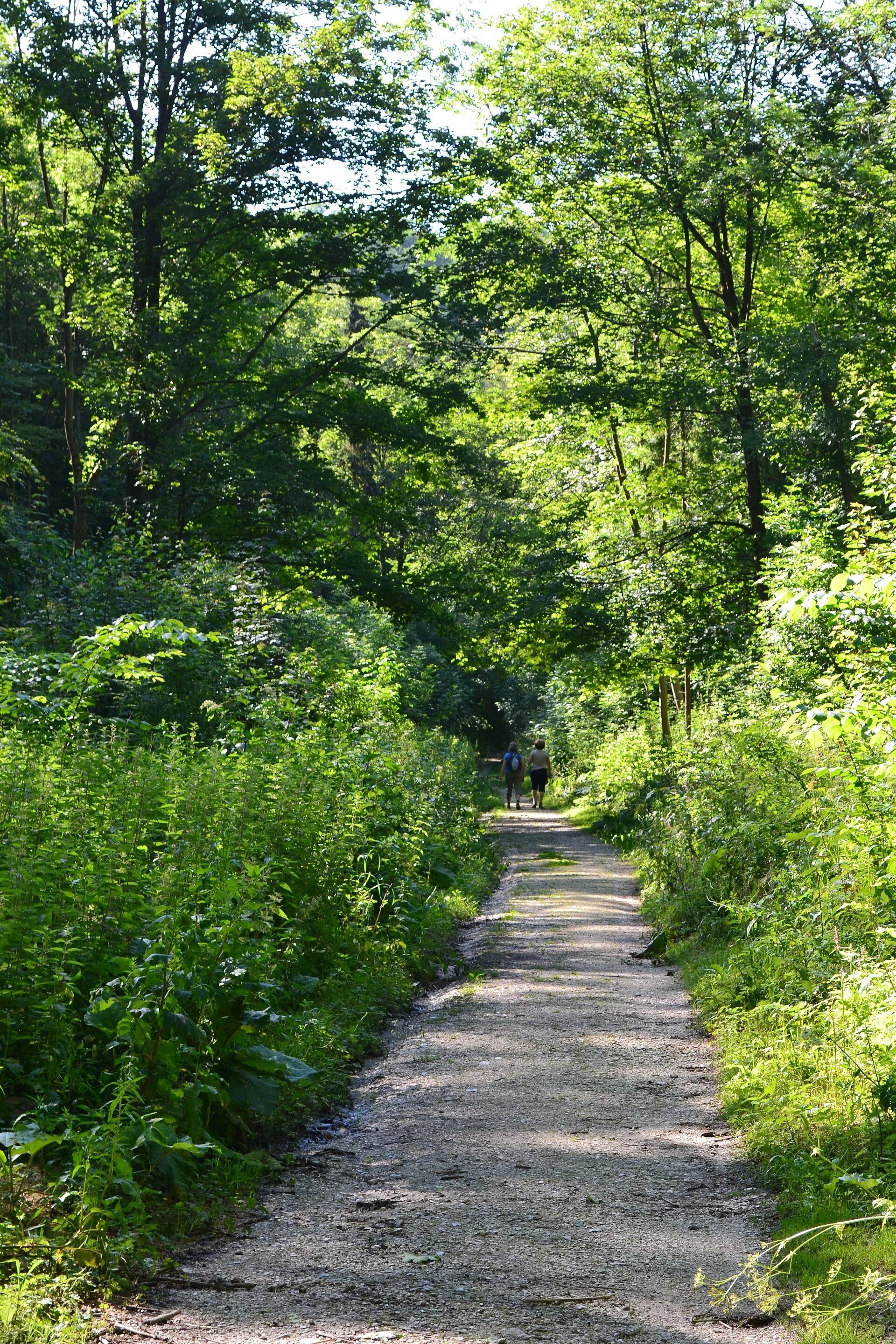 Gravel path through the wooded Leolyn Woods in Lily Dale, New York, leading to Inspiration Stump, the historic outdoor gathering place for public mediumship demonstrations.