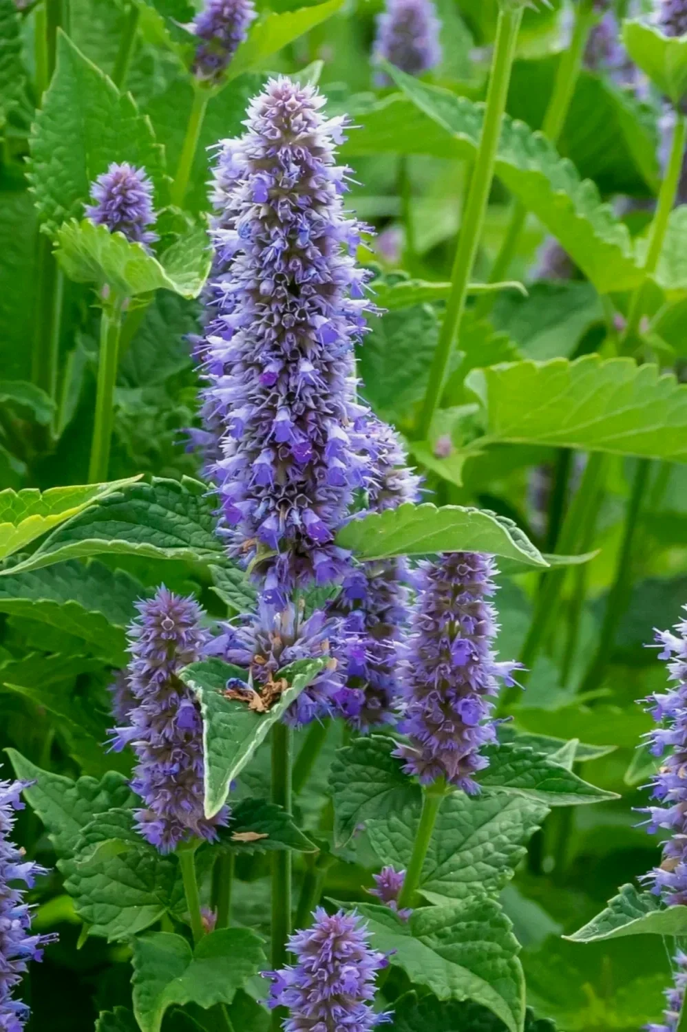 Hyssop