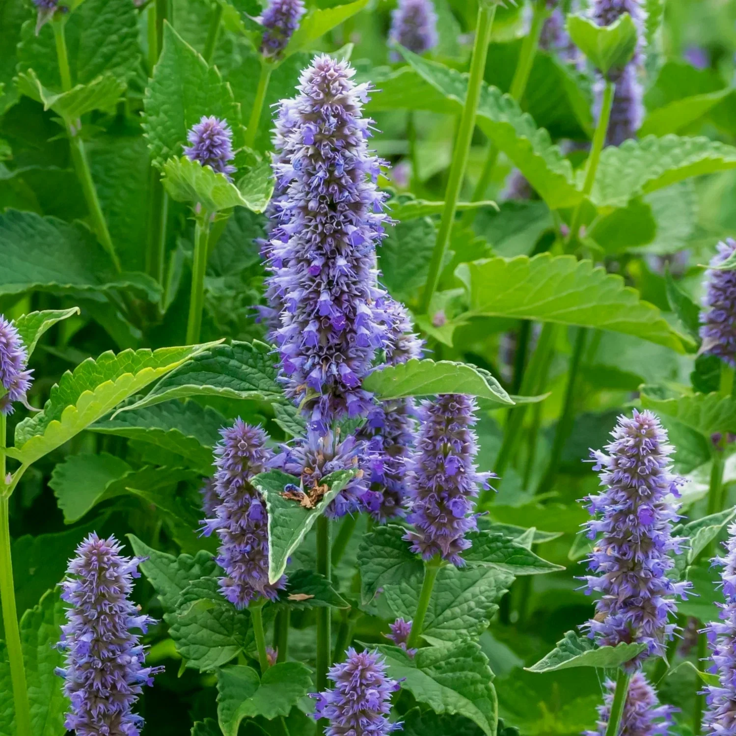 Anise_Hyssop_2.webp