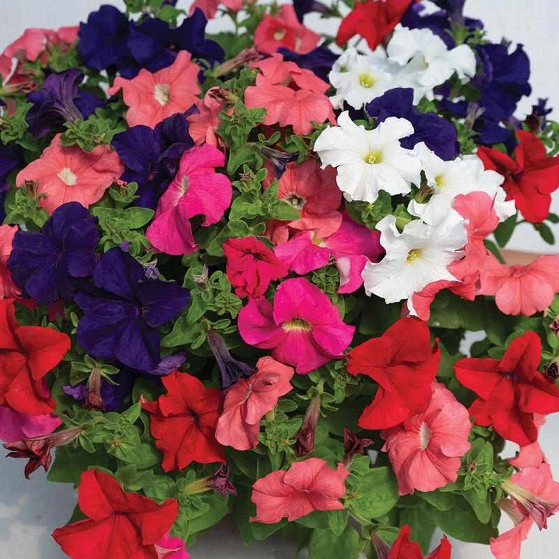 Dreams Mix Petunia